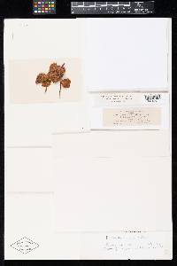 Image Associated With the Occurrence