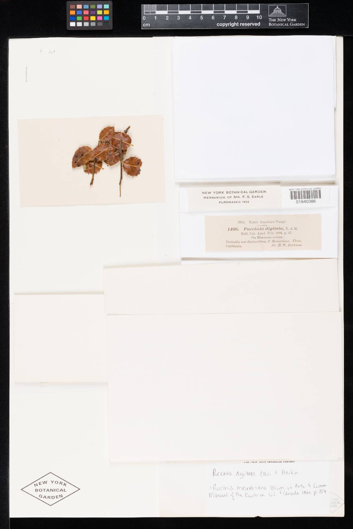 Puccinia digitata image