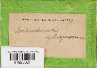 Ischnoderma benzoinum image