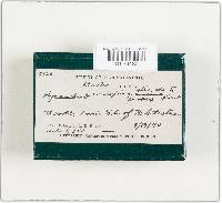 Coniophora olivacea image