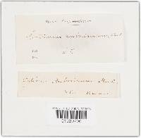 Corticium auberianum image