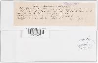 Schizophyllum amplum image