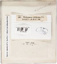 Gloeoporus dichrous image