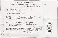 Grammothele fuligo image