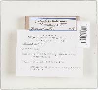 Collybia tuberosa image