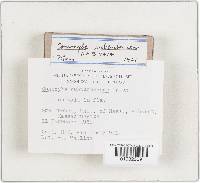 Conocybe subpubescens image