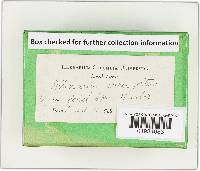 Cortinarius corrugatus image