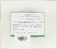 Cortinarius semisanguineus image