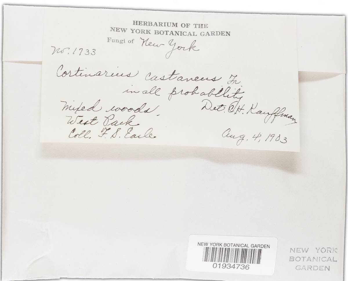 Cortinarius castaneus image