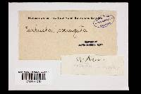 Earliella scabrosa image