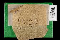 Earliella scabrosa image