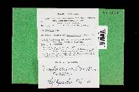 Earliella scabrosa image