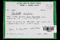 Earliella scabrosa image