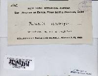 Echinoporia aculeifera image