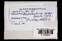 Flabellophora superposita image