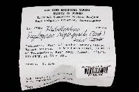 Flabellophora superposita image