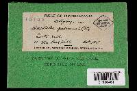 Daedalea quercina image