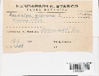 Daedalea quercina image