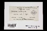 Daedaleopsis confragosa image