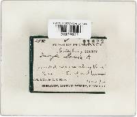 Inocybe lacera image