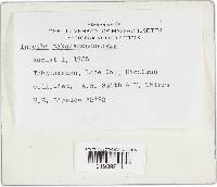 Inocybe tahquamenonensis image