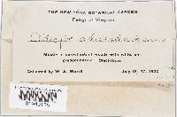 Clitocybe adirondackensis image