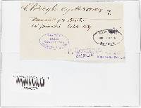 Image Associated With the Occurrence