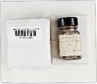 Hysterangium setchellii image