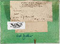 Agaricus texensis image