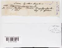 Heterobasidion annosum image