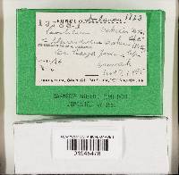 Aleurodiscus oakesii image