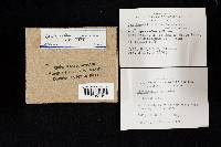 Cantharellus ignicolor image