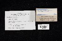 Cantharellus minor image