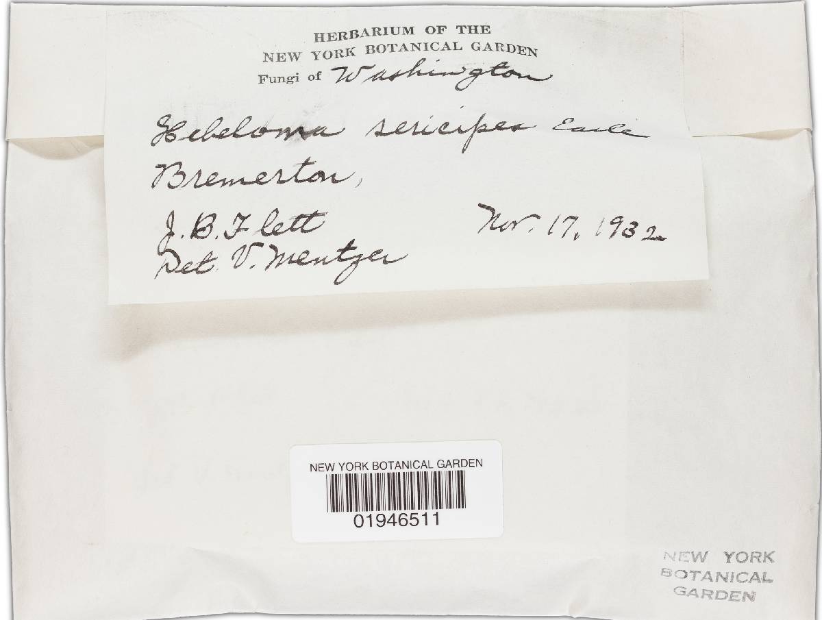 Hebeloma sericipes image