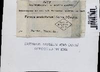 Datronia scutellata image