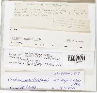 Thumbnail image of current specimen