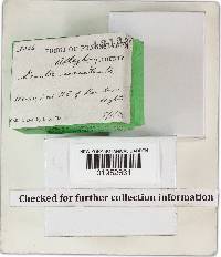 Geastrum floriforme image