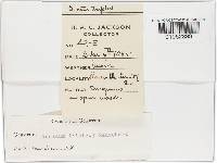 Geastrum triplex image