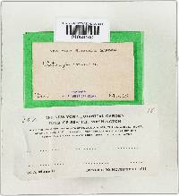 Thumbnail image of current specimen