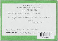 Clitocybe praemagna image