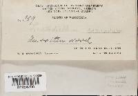 Lentinus concavus image