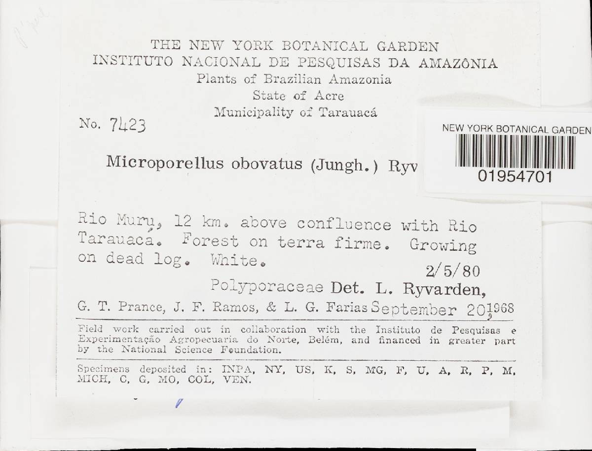 Microporellus obovatus image