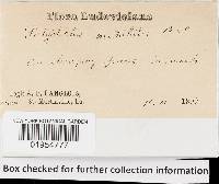 Microporellus obovatus image