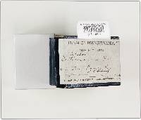 Lentinellus ursinus image