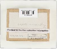 Cystoderma amianthinum image