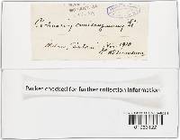 Cortinarius semisanguineus image