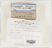 Crepidotus fusisporus image