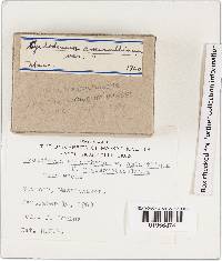 Cystoderma amianthinum image