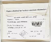 Cystoderma amianthinum image