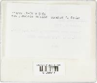 Hypholoma udum image